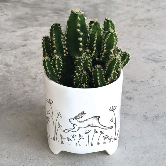 Hares planter by East of India